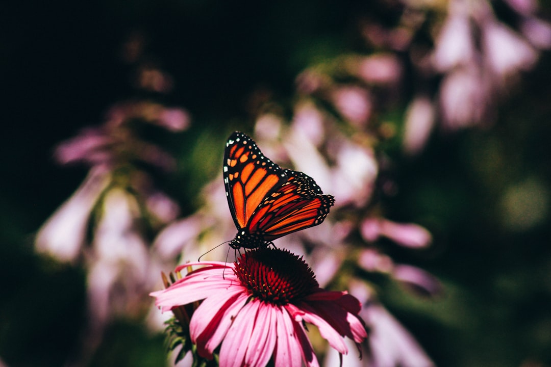 Monarch