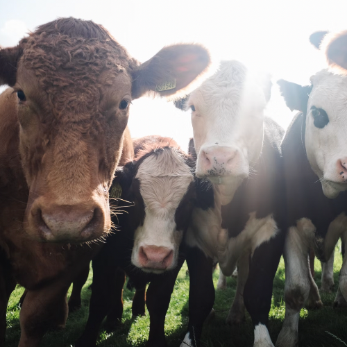 축산-농가의-소떼가-몰려-있는-모습