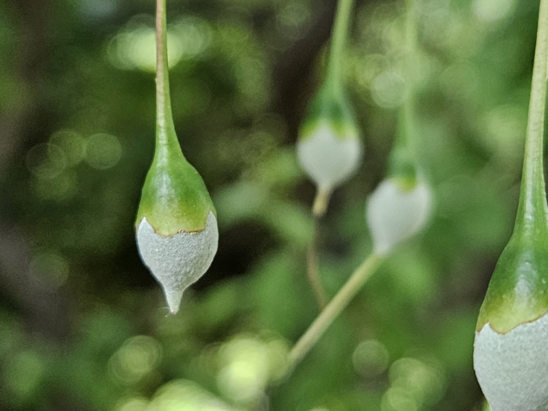 때죽나무 열매2