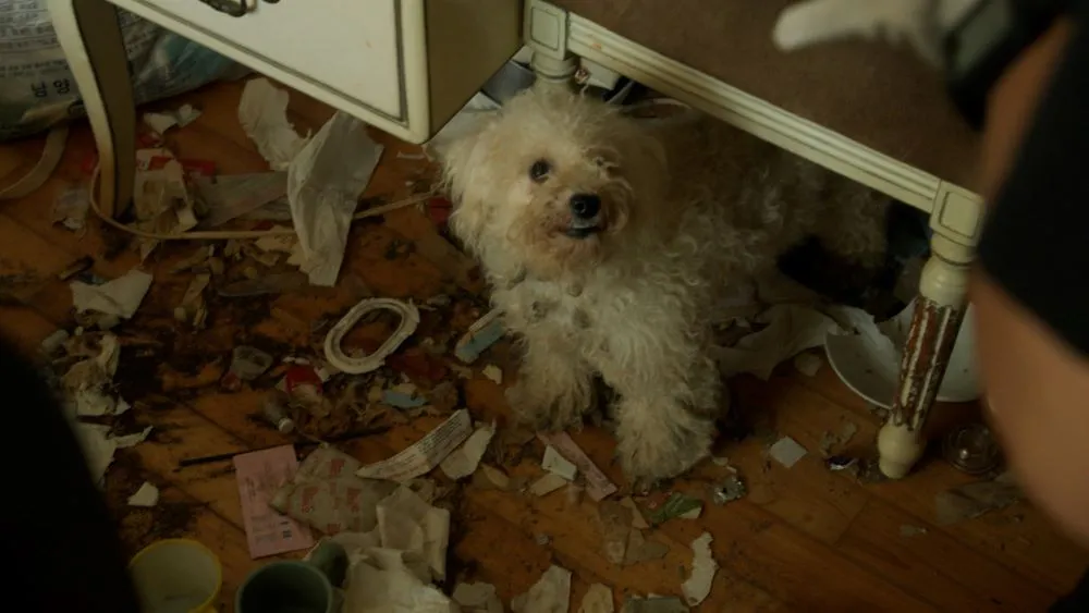 KBS 동물은 훌륭하다 반려견 유치원 폭행 사건 등 방송 미리보기! 방영일 요일 내용 출연진