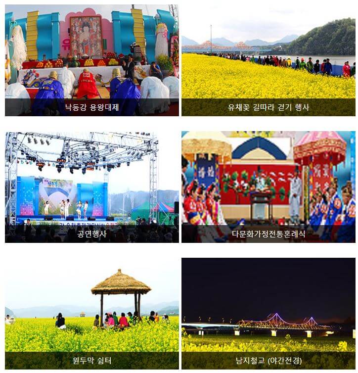 창녕 낙동강 유채꽃 축제
