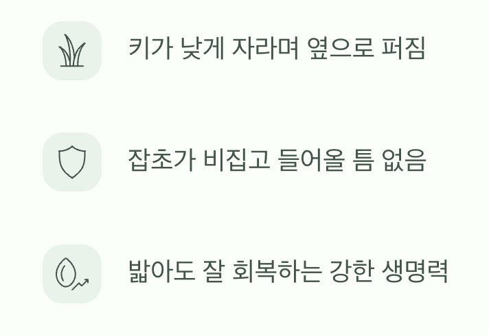 '촘촘한 잔디밭'을 원한다면, 소엽맥문동