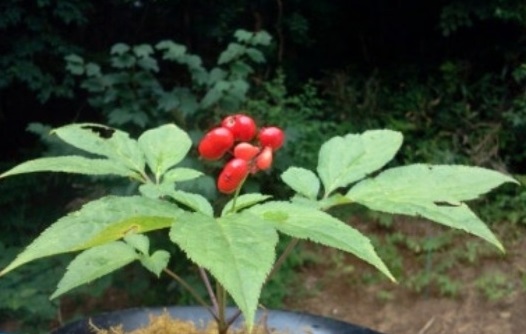 청학동-산삼마루-산삼주