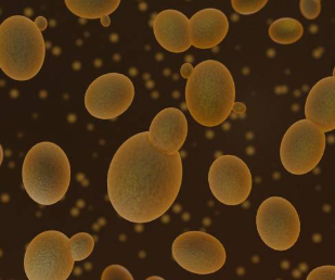 맥주효모의 효능