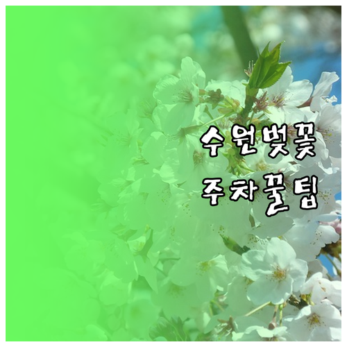 2026 수원화성 벚꽃 나들이 코스 ..