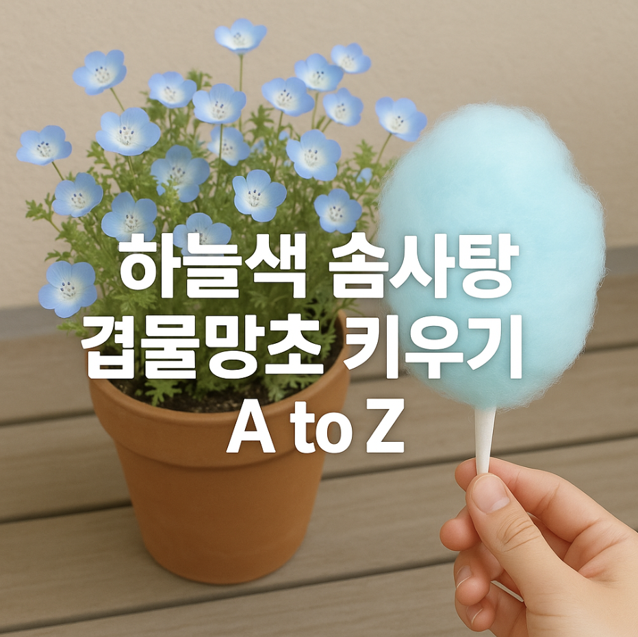 하늘색 솜사탕, 겹물망초 키우기 A to Z