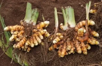 강황 재배 따뜻한 온도 보온 피복 수확 건조_8