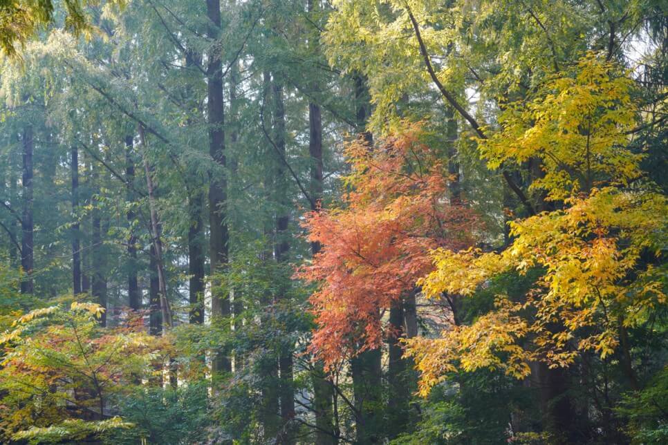대전 장태산 자연휴양림