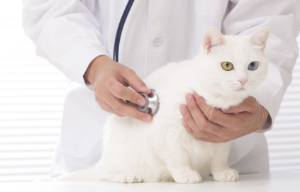 청진기를 댈 수 있는 고양이.