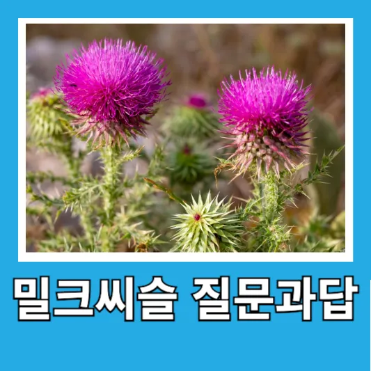 밀크씨슬 자주하는 질문과 답