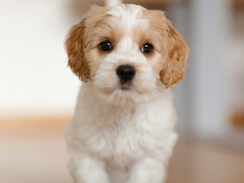 브라운색 귀를 가진 하얀 강아지