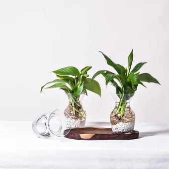 물에서 키우는 실내 식물 추천_6