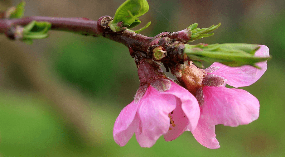 복숭아 꽃과 복숭아 사진 - 7