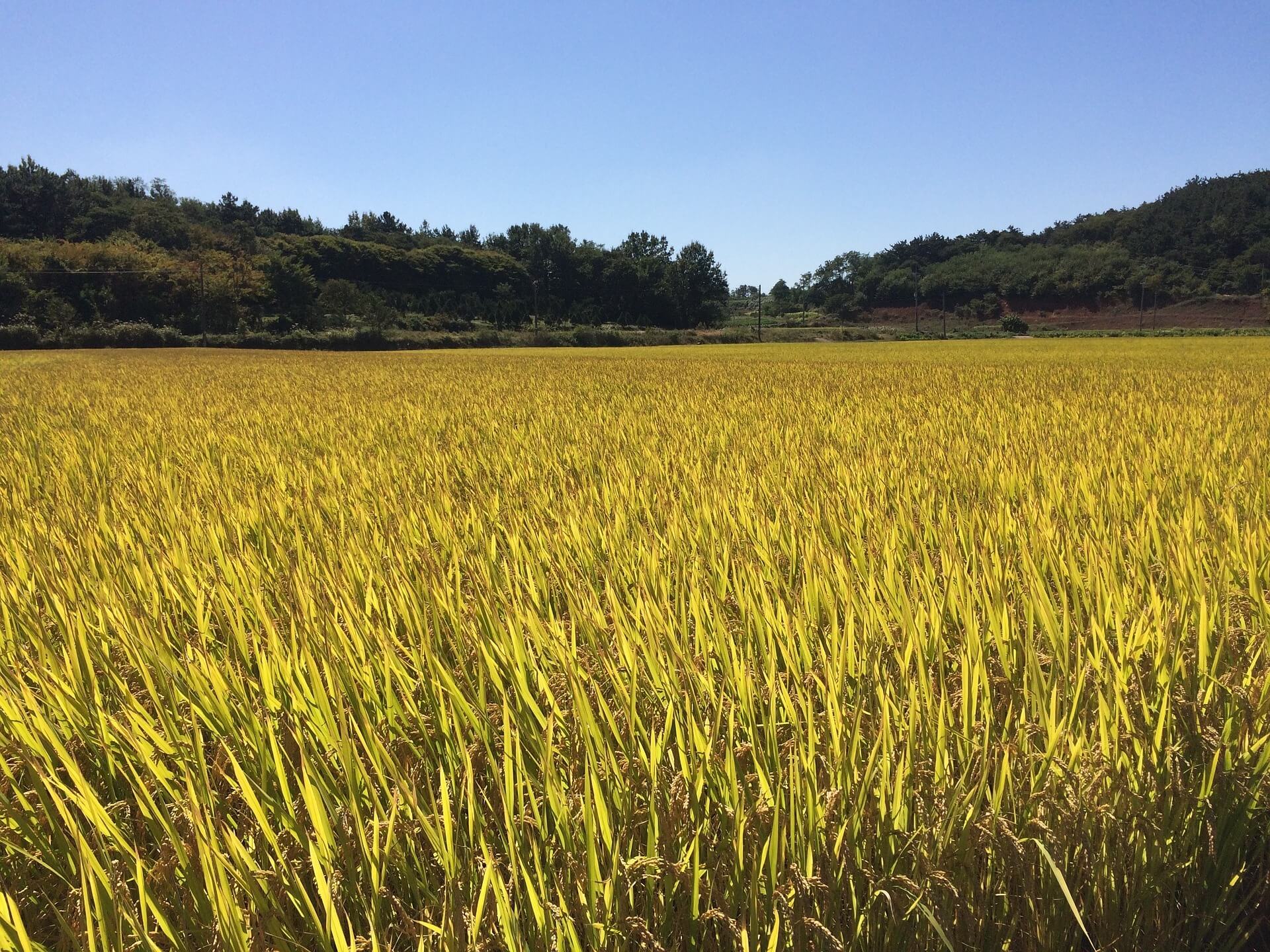 공익직불금 신청방법 신청 사이트