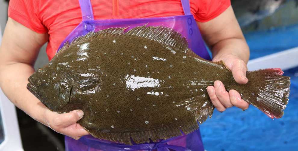 서천 자연산 광어 도미 축제 기본정보