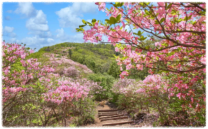 서리산