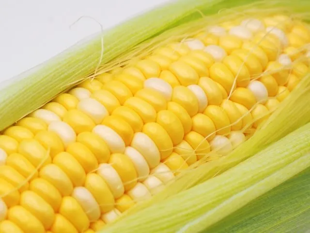 콜레스테롤 수치를 낮추는 옥수수