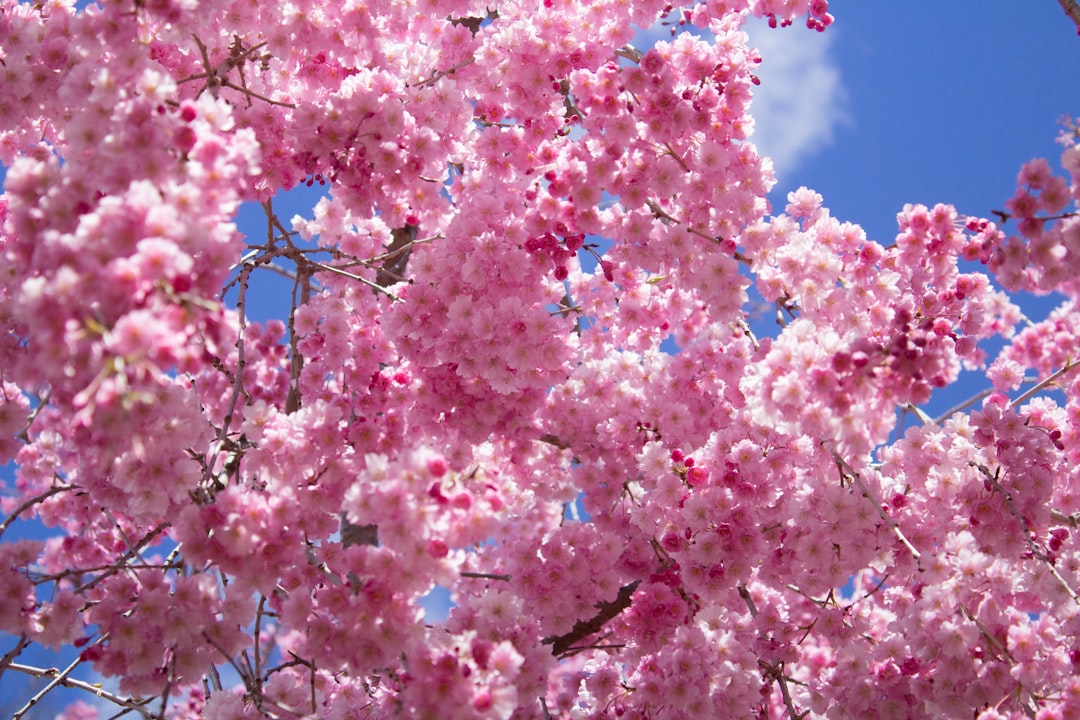 Cherry blossom.