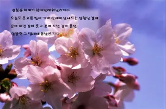 백설희 봄날은 간다 가사 노래 무료듣기_29