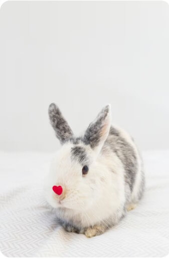 하얀 이불 위에 앉아 있는 토끼