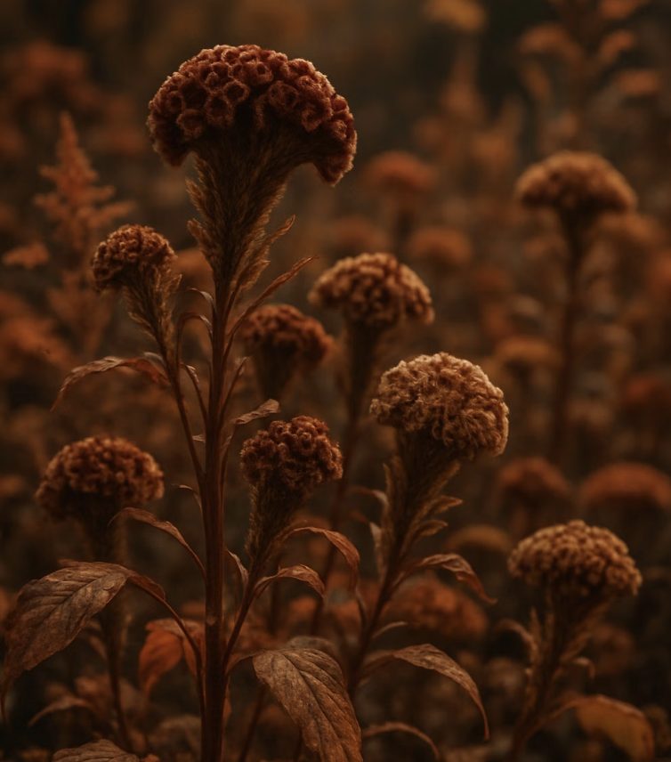 가을바람에도 꺾이지 않는 자태