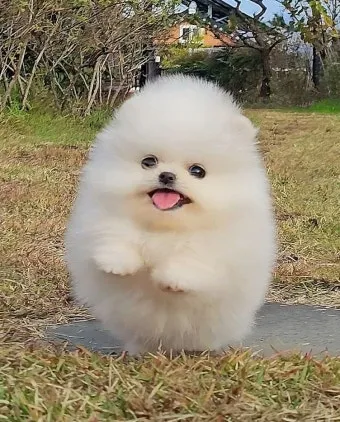포메라니안 종류 18가지 털색깔 무늬 총정리 자료집_14