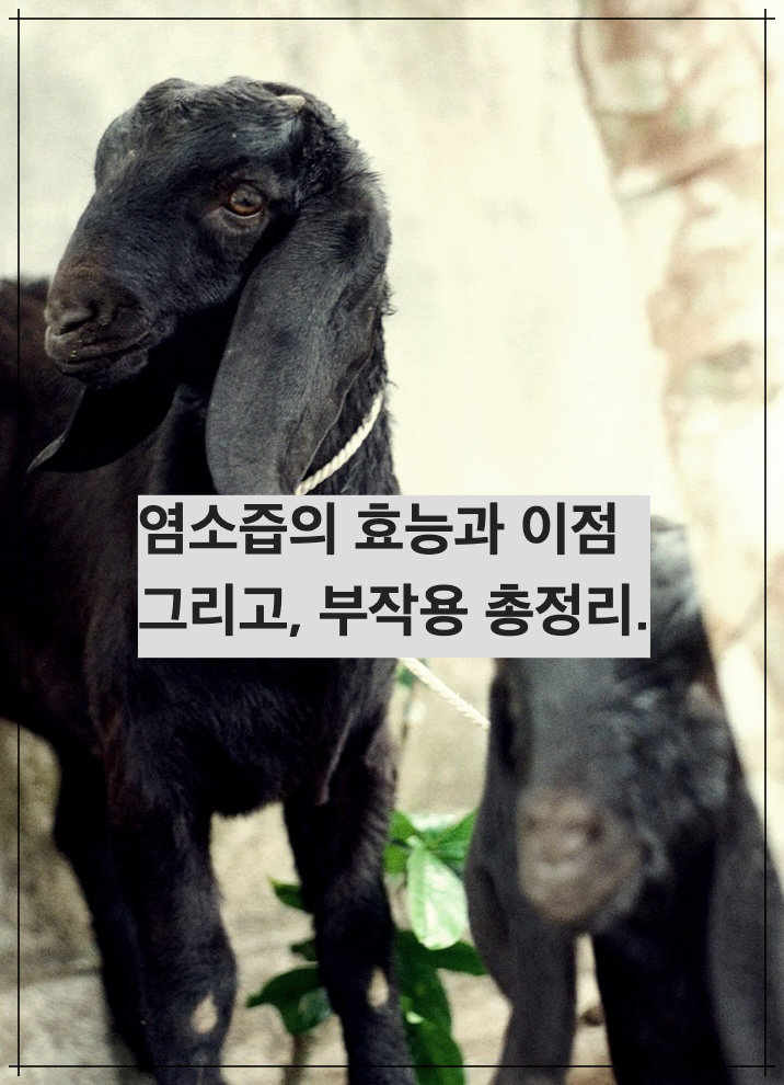 염소즙의 효능과 이점 그리고, 부작용 총정리.