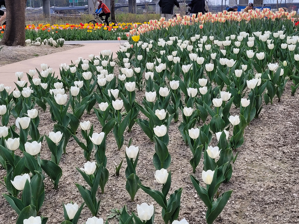 서울 튤립
