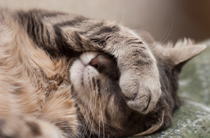 눈을 가리고 자는 고양이 업.