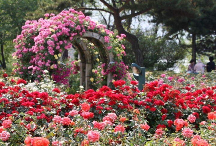 서울대공원 장미원