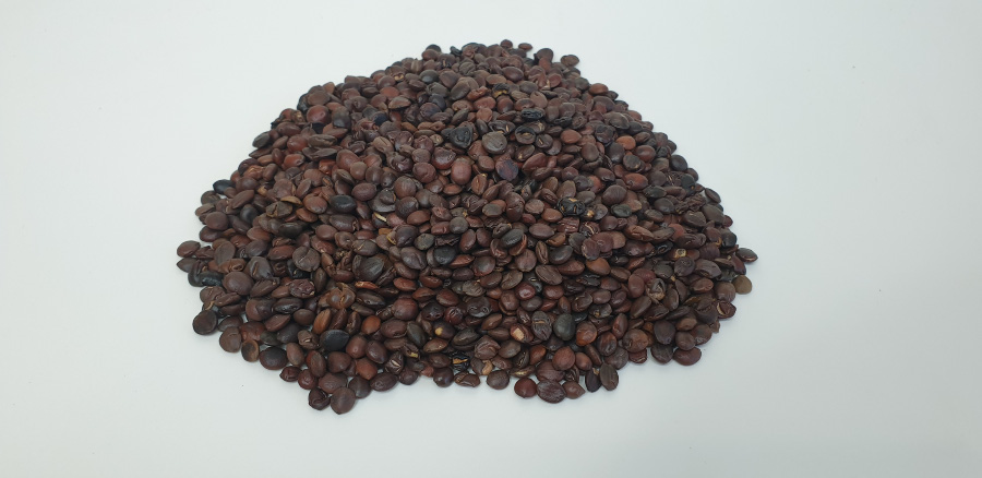 야생에서 채취를 한 산조인을 불에 볶아서 검게 만든 산조인초를 하얀 바닥 위에 수북하게 놓아두고 찍은 사진