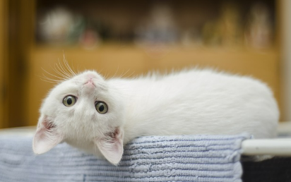 고양이꿈 상황별 해몽