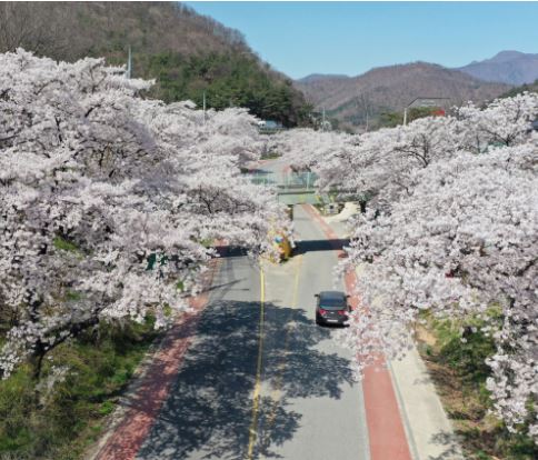 문경 벚꽃