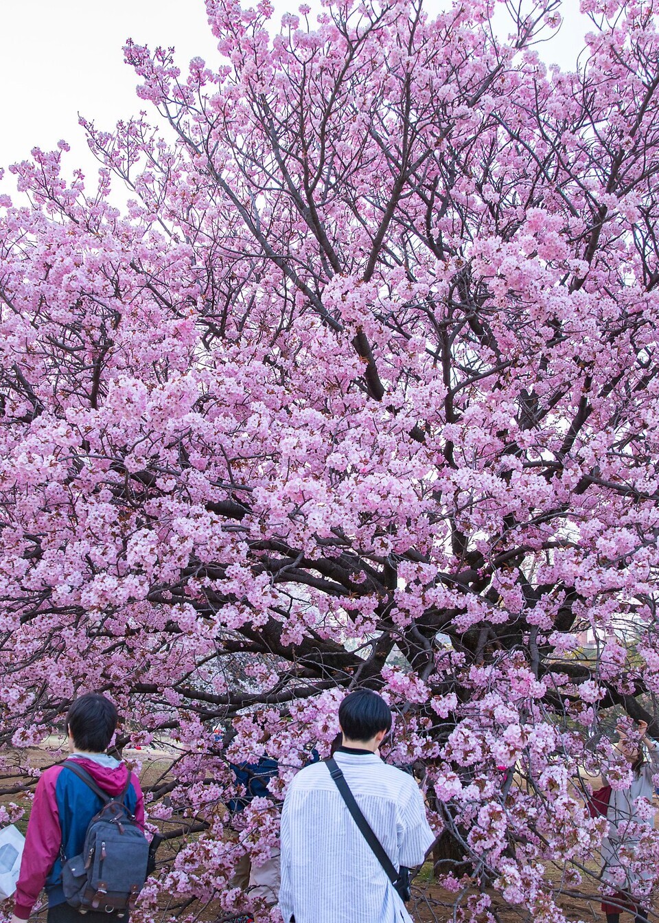 국내 벚꽃 명소 일본 벚꽃 명소