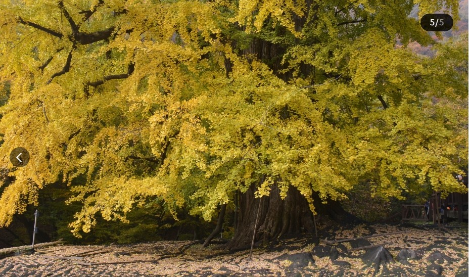 용문사은행나무