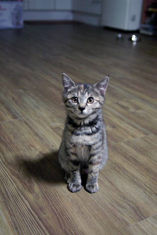 고등어무늬고양이