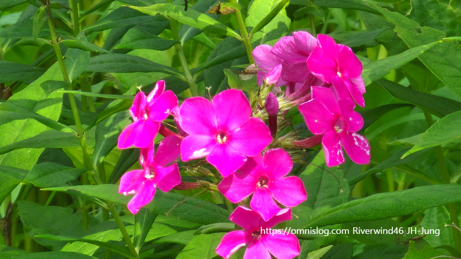 풀협죽도 ,Phlox paniculata, 협죽초 , 프록스