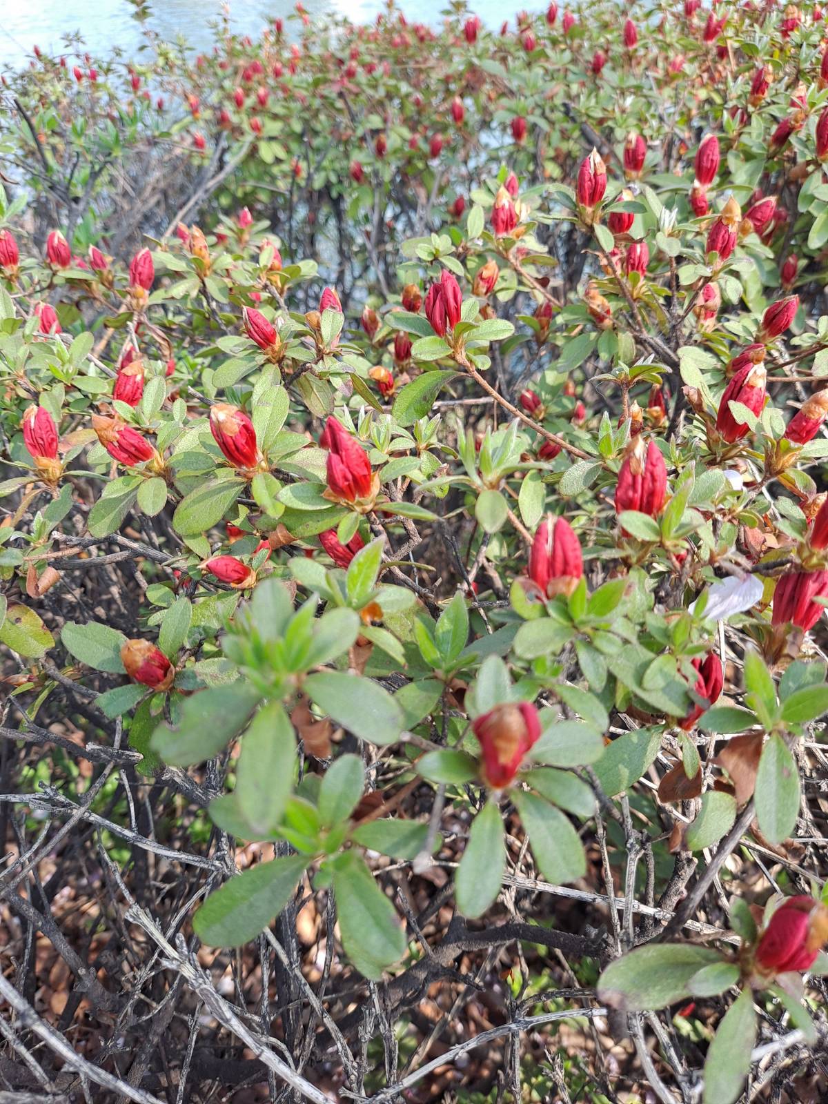 석촌호수 영산홍