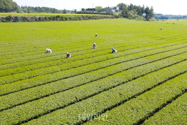 차나무 재배 잎 따기 시기 그늘 재배 향 유지_5