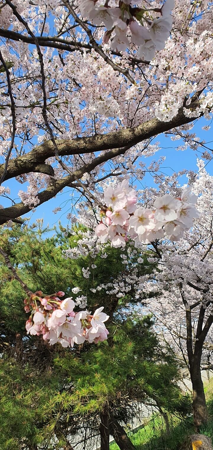 2024년 벚꽃 개화시기/ 지역별 명소