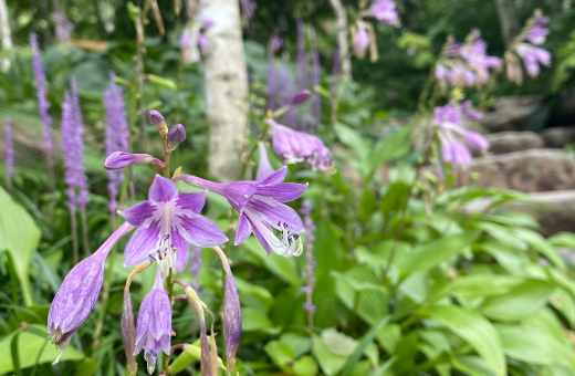 화담숲 예약, 모노레일 예약 (온라인 간편예약)
