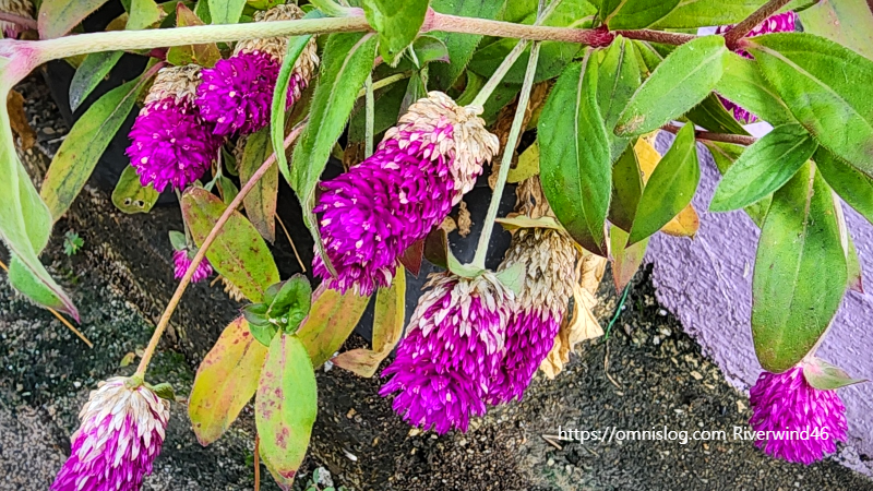 천일홍(千日紅) Globe Amaranth , Gomphrena globosa