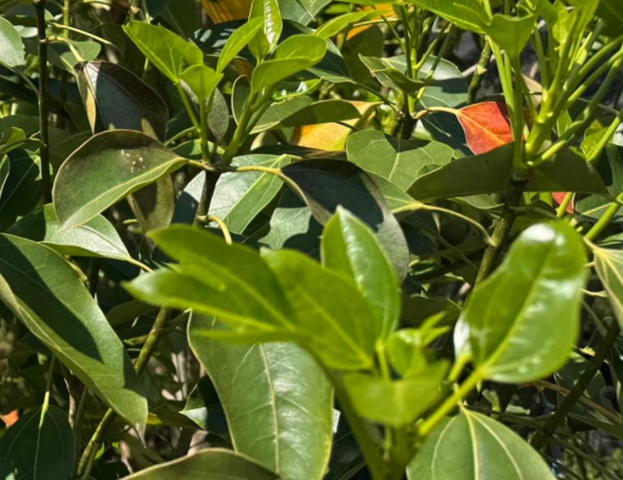 건강하게 자란 6시내고향 해남 황칠나무