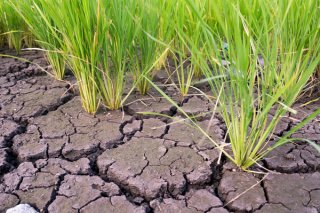 손해평가사의 주요 업무와 역할