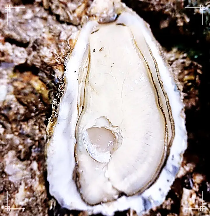 6시내고향 충남 홍성 자연산 굴 파는 곳 전국 택배 온라인 전화 주문 추천