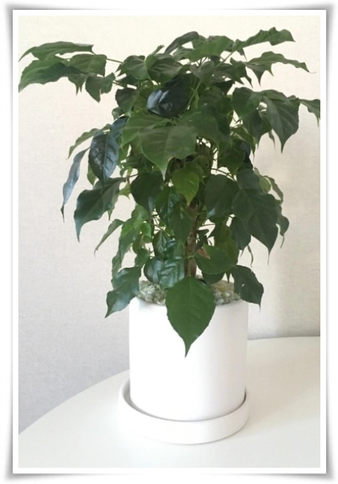 &quot;녹보수 키우기&quot; 집안에 행복과 행운을 불러오는 녹색의 보석 화초!