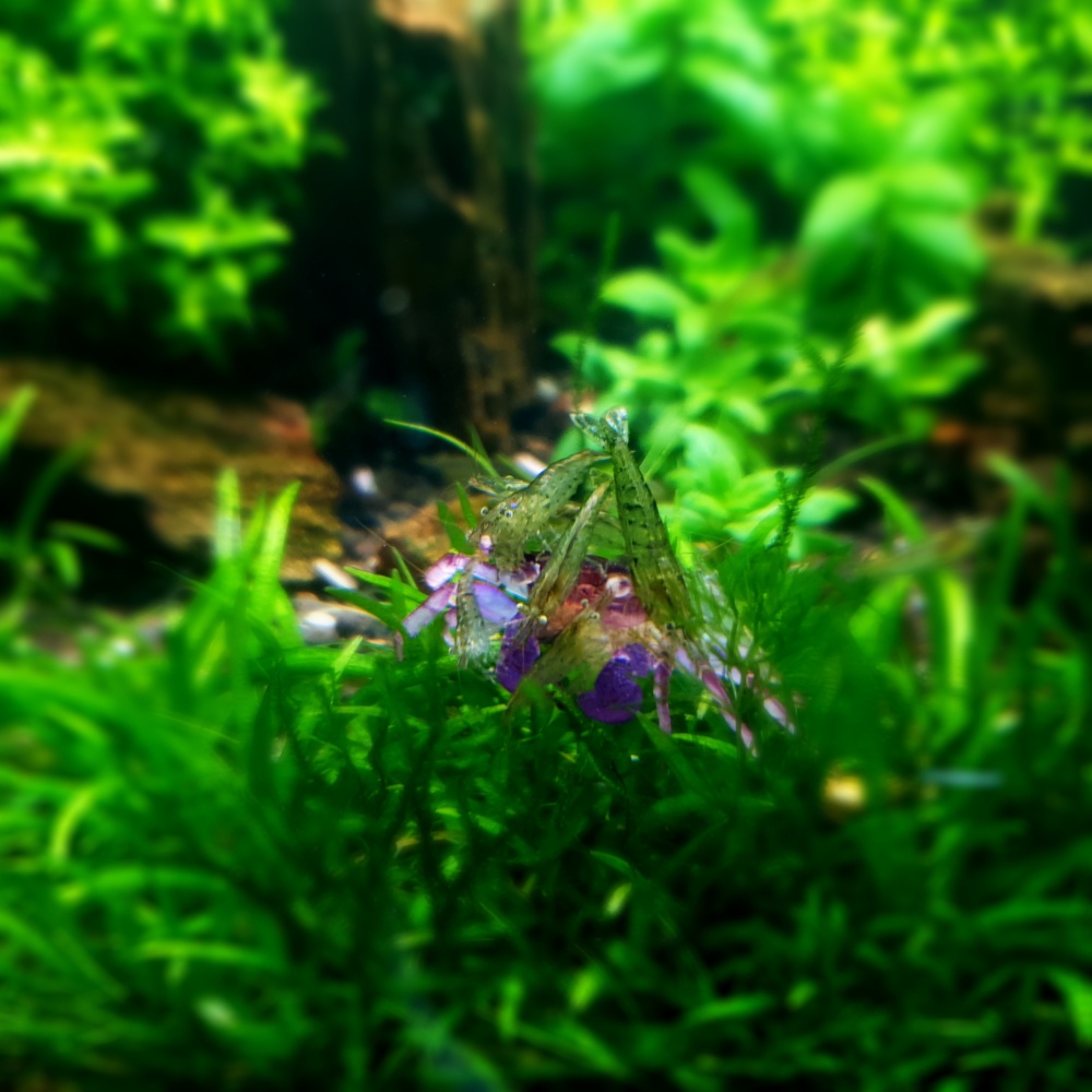 뱀파이어 크랩을 새우에게 주니 막 달려든다