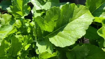 시래기용 무 재배 잎 관리 병해 줄이기 건조 보관_7