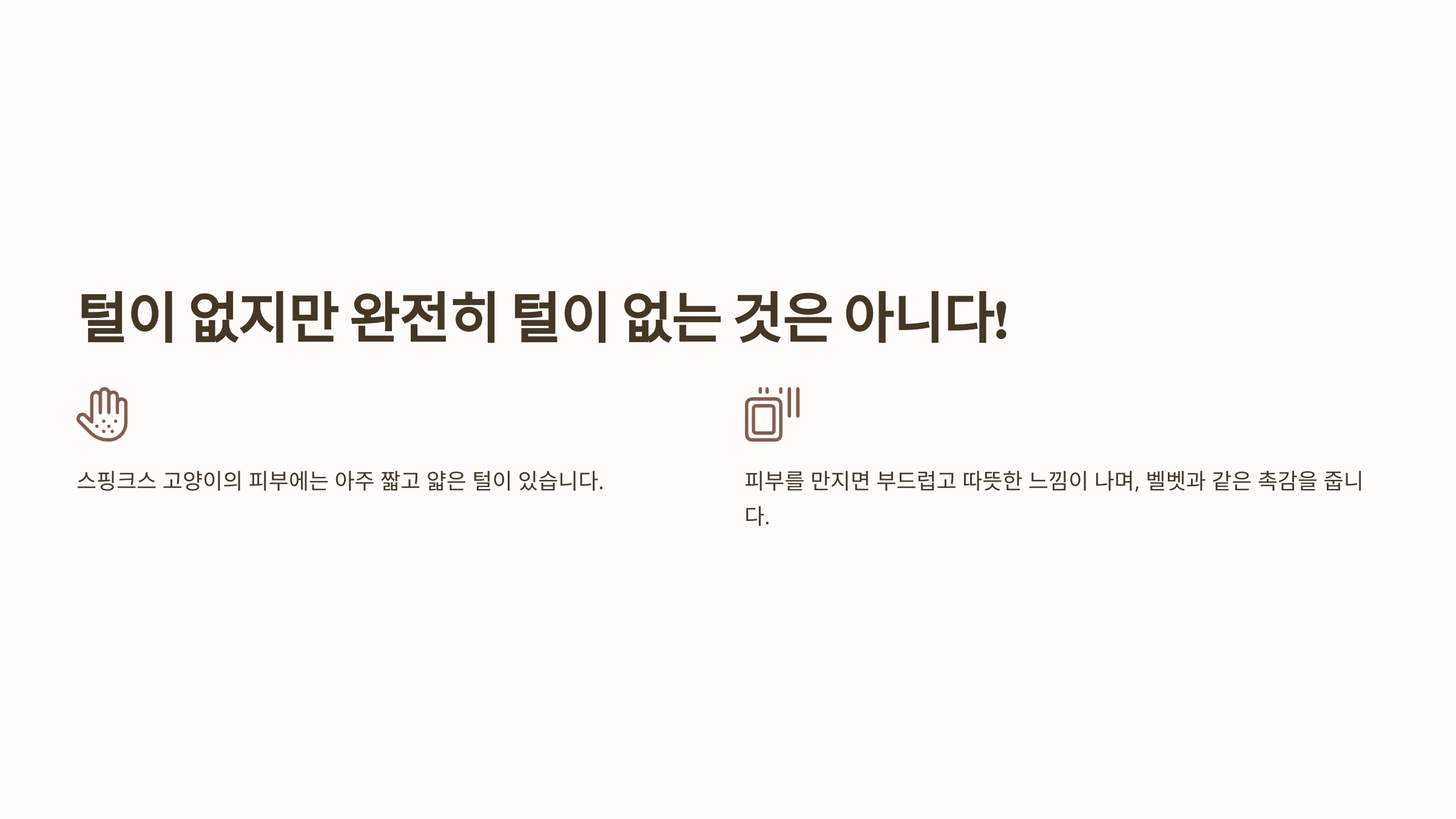 스핑크스 고양이 사진입니다.