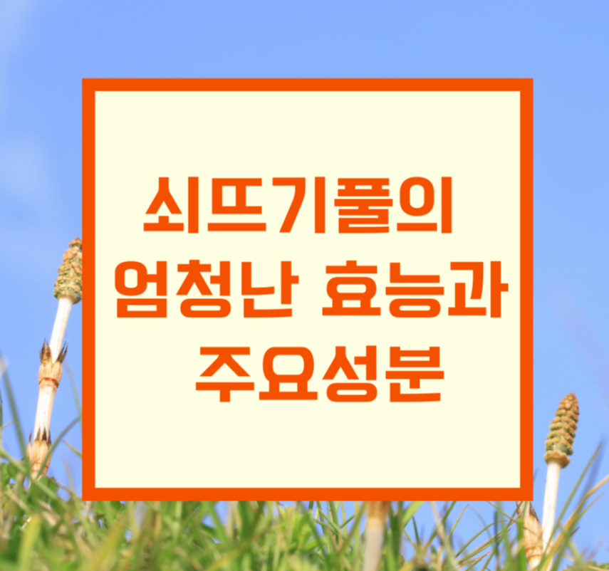 쇠뜨기풀의 엄청난 효능과 주요성분 제목 이미지